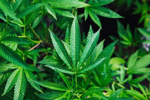 Cannabis growing 