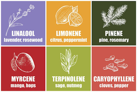 terpene-chart-shell-shock-cannabis-culture-edmonton-canada