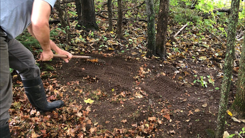 Scatter Planting Ginseng Seeds