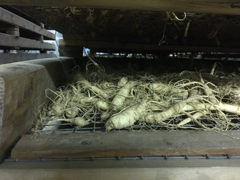 Drying Ginseng Roots From 2021 Harvest