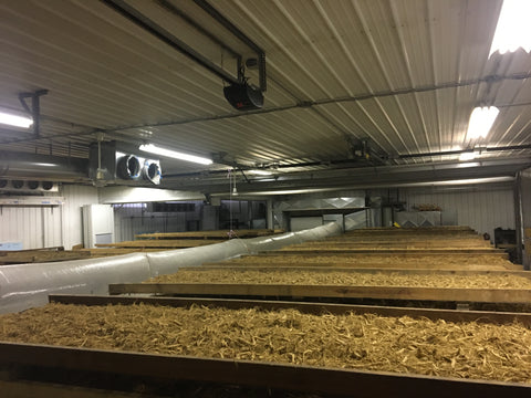 2021 Ginseng Root Harvest Being Dried