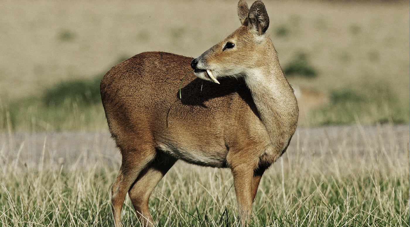 himalayan musk deer