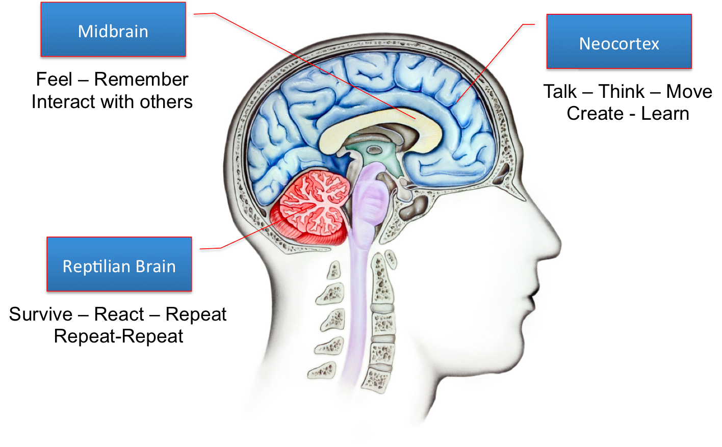 cerebro medical term