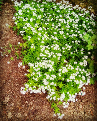 Waldmeister in voller Blüte