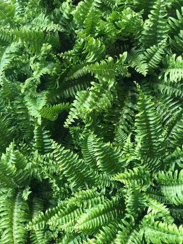 Boston Fern indoor plant