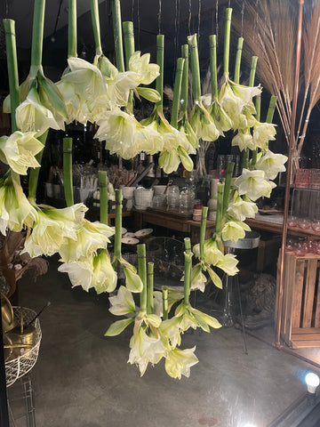 Amaryllis flower heart window display at flower shop in Clapham