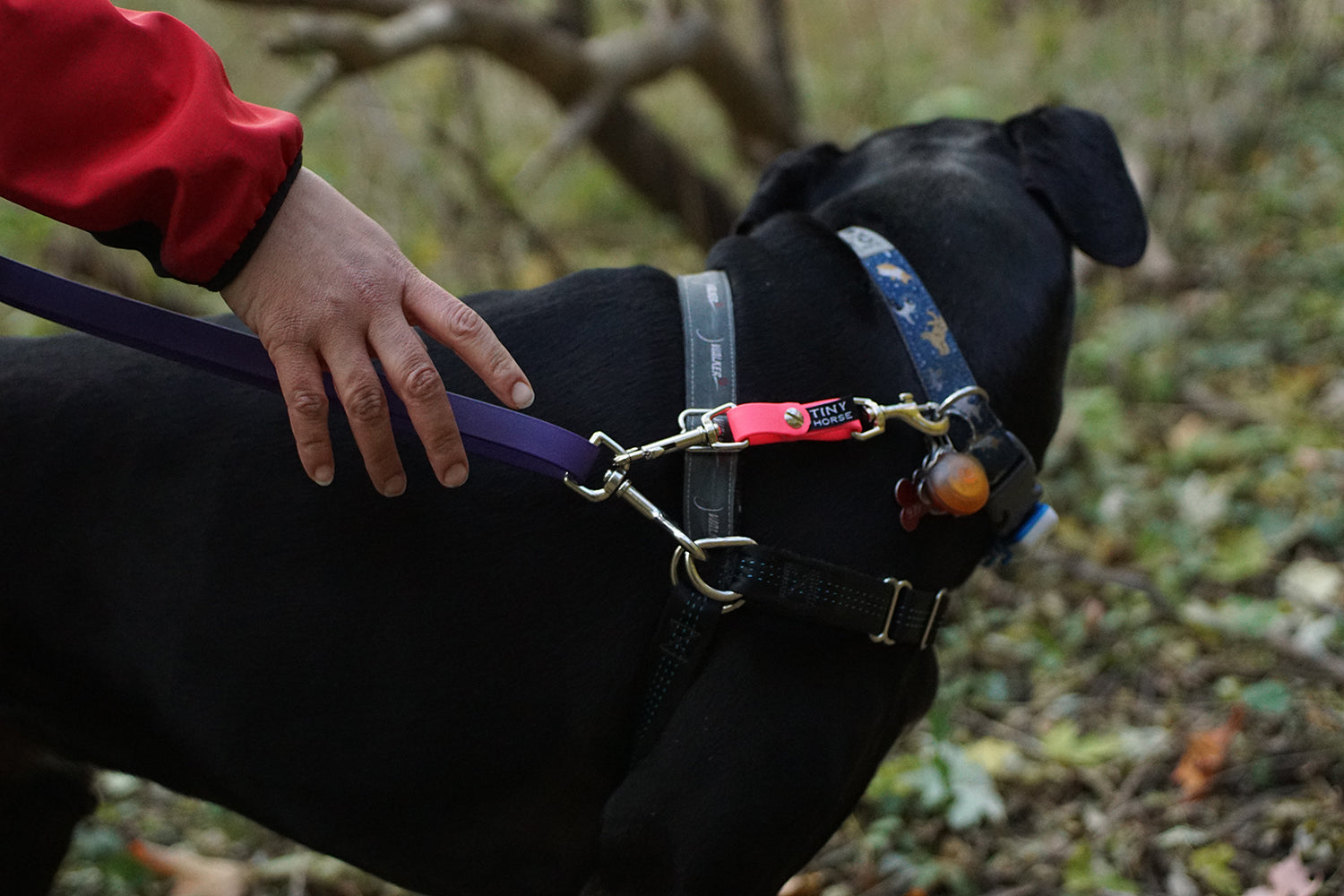 Security strap demonstrated on a black dog