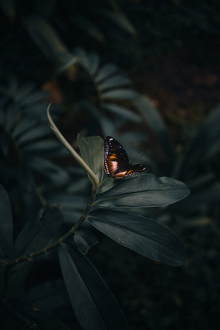 Butterfly resting on green leaves