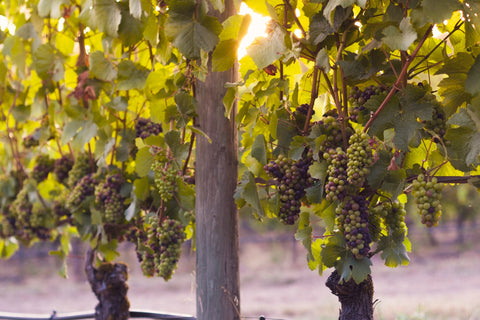 Grape vines bearing fruit