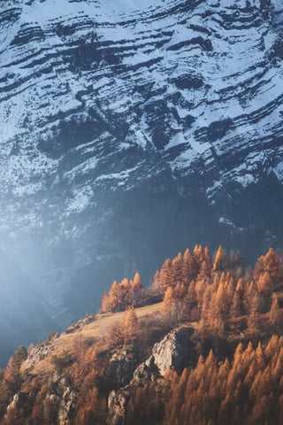 Glacier with trees 