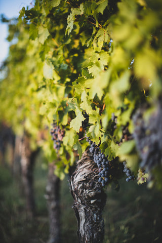 Vines bearing grapes