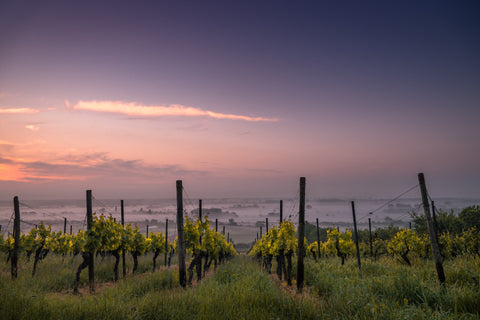 Vineyard at sunset