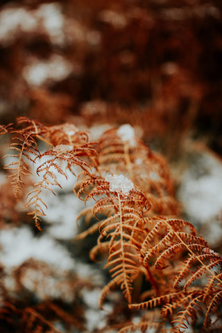 orange leaf in winter season