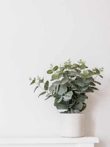 Vase of eucalyptus leaves