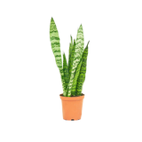 Snake plant in a terracotta-colored pot