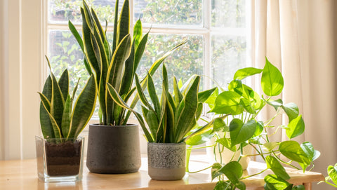 Snake plants and pothos in a sunny window