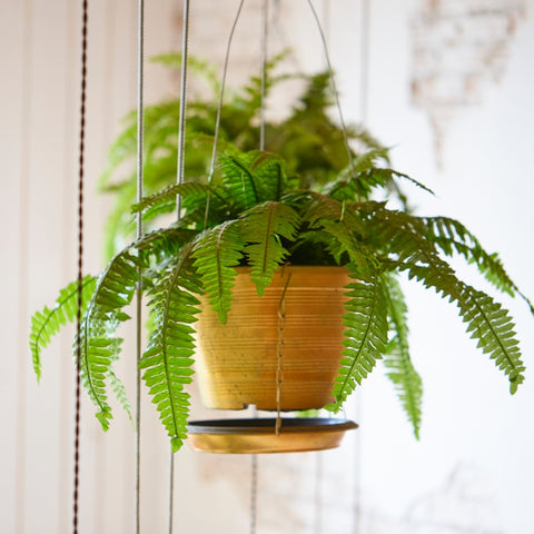 Fern in a hanging basket