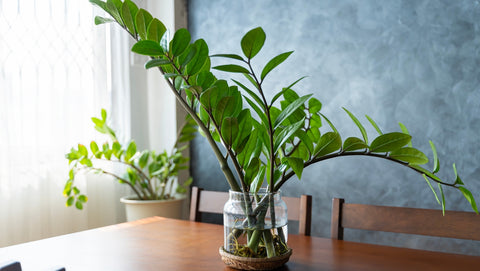 Stylish ZZ plant in a clear glass planter