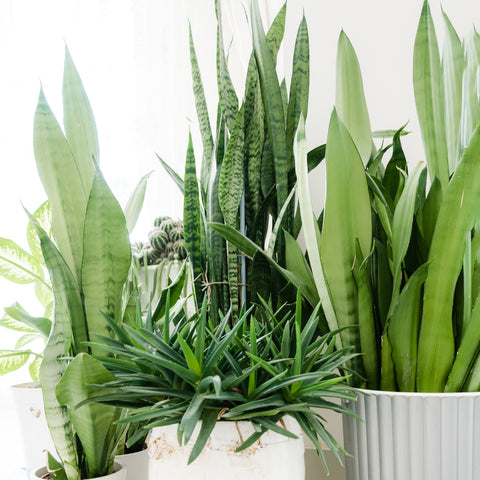 Various Snake Plants in white planter pots