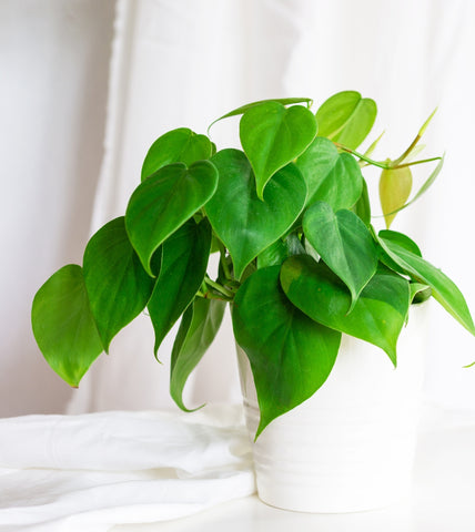 Philodendron