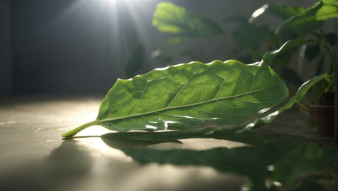 A fallen plant leaf