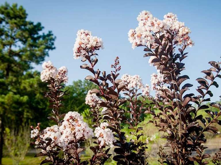 Best Flowering Dwarf Trees PlantingTree