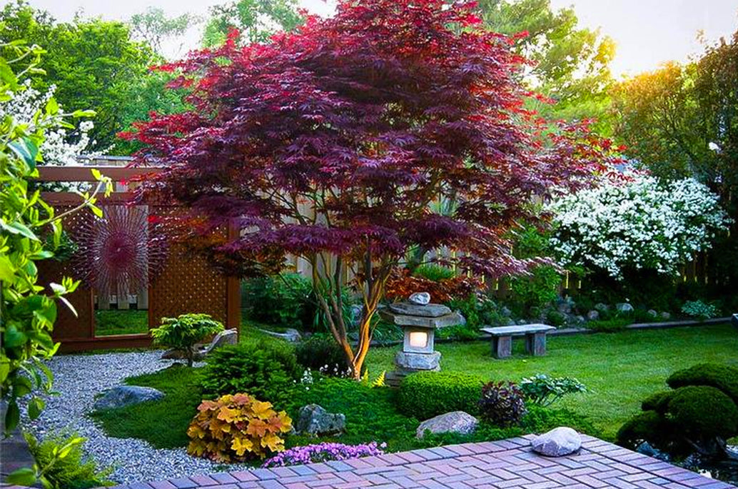 japanese prune maples