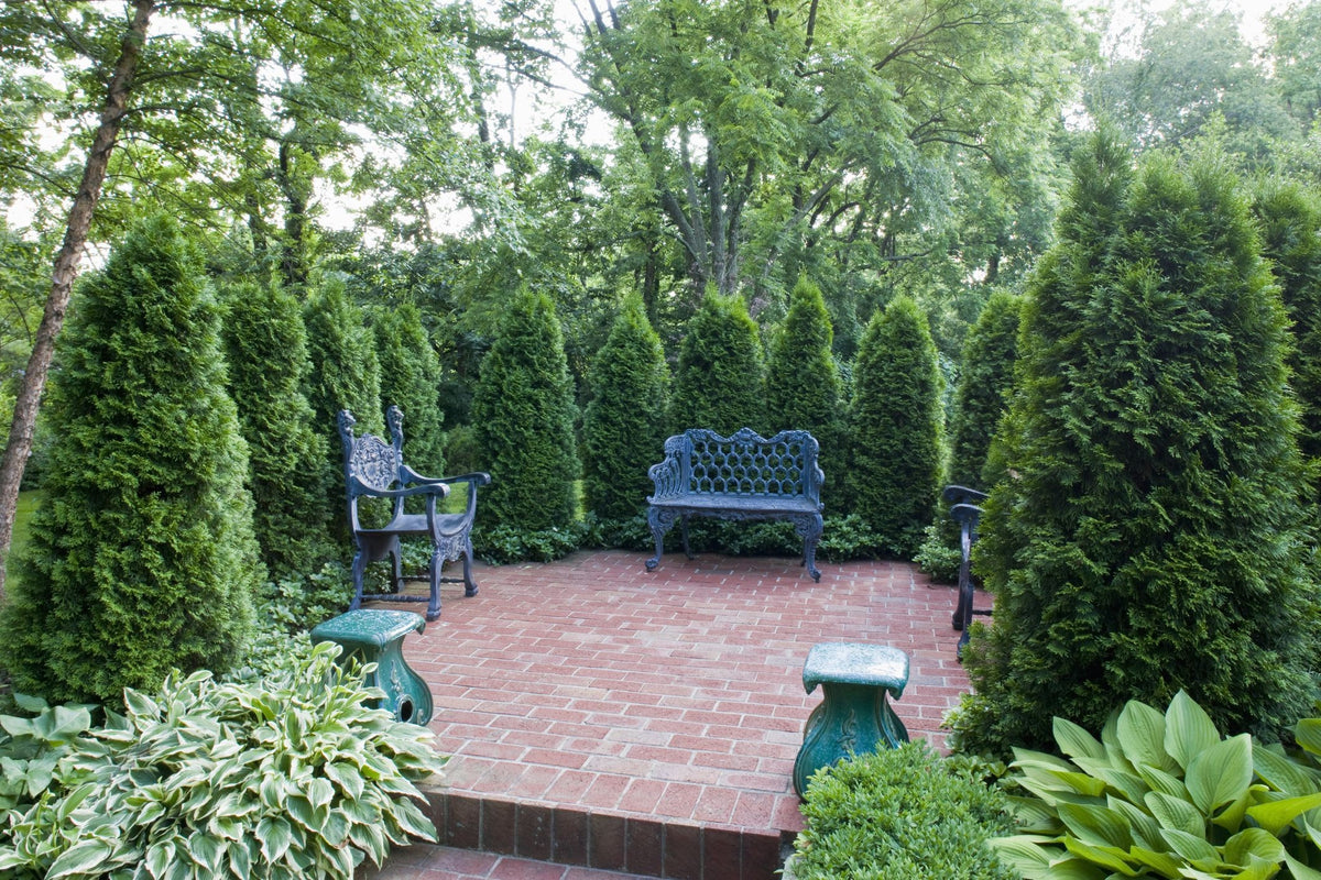 Simple Landscaping Trees For Privacy for Large Space