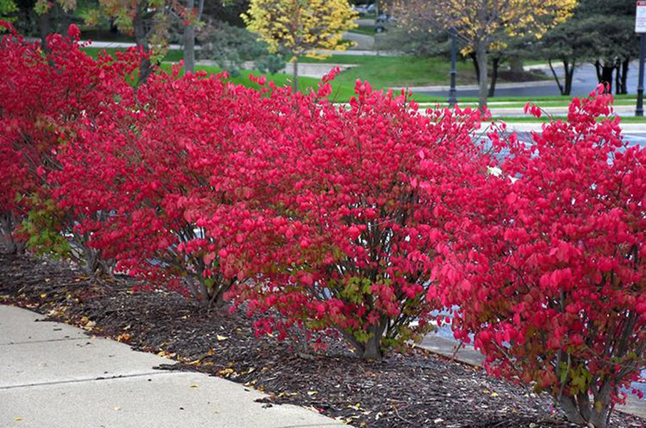 Best Bushes For Fall Color Plantingtree