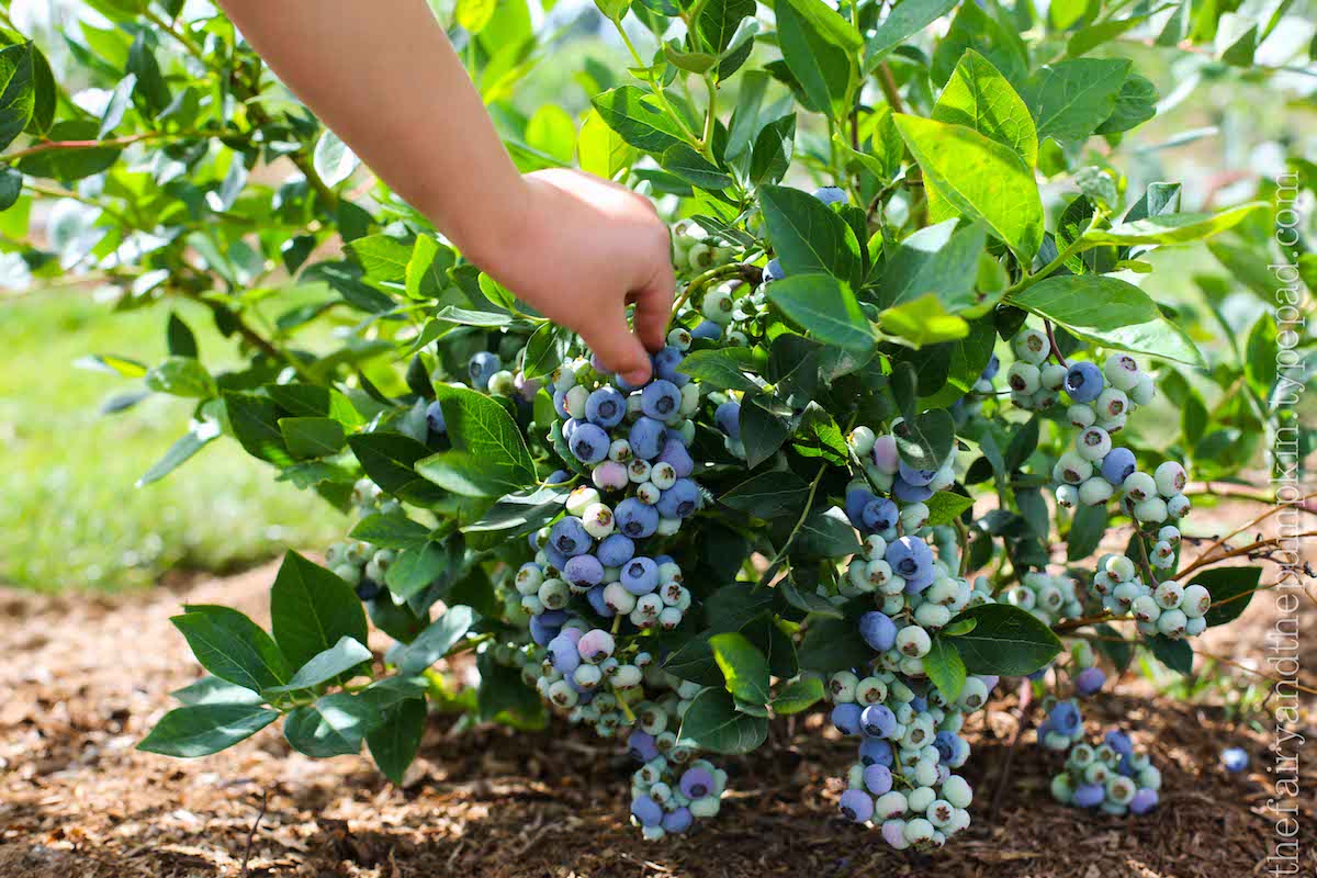 How Close To Plant Blueberry Bushes