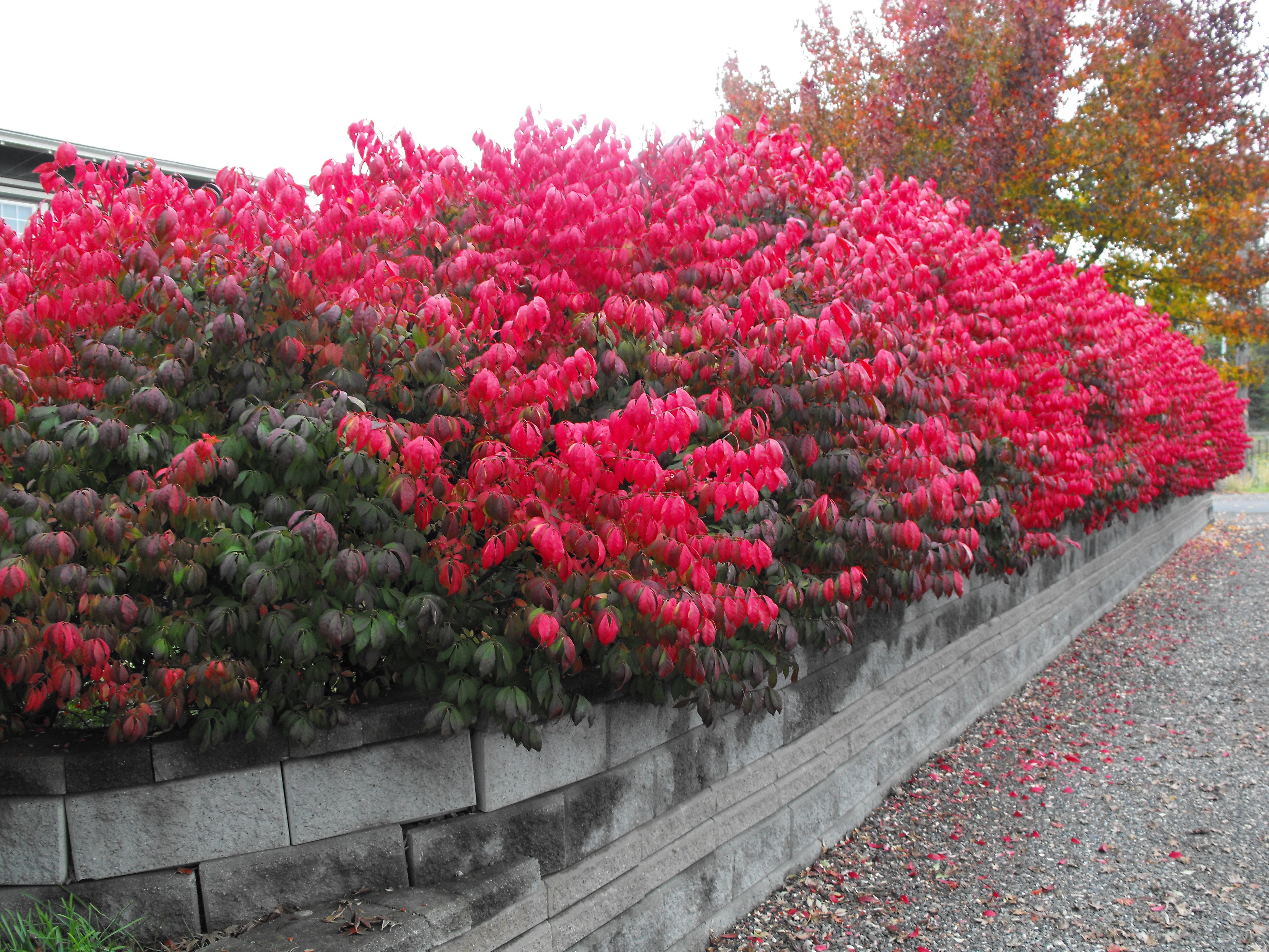Image of Burning bush with branches pruned back in summer