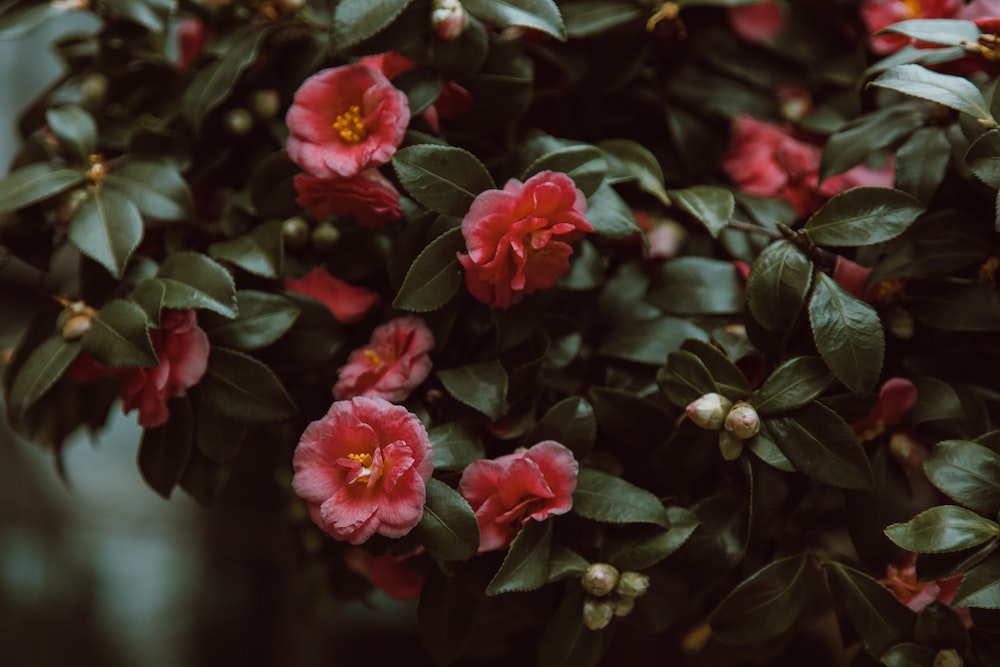 what-blooms-in-the-fall-plantingtree-plantingtree