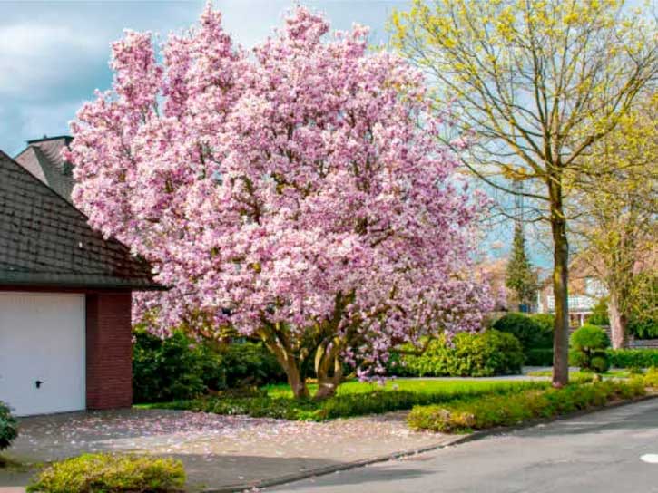 Cherry Blossom Tree for Sale Picking The Right One PlantingTree