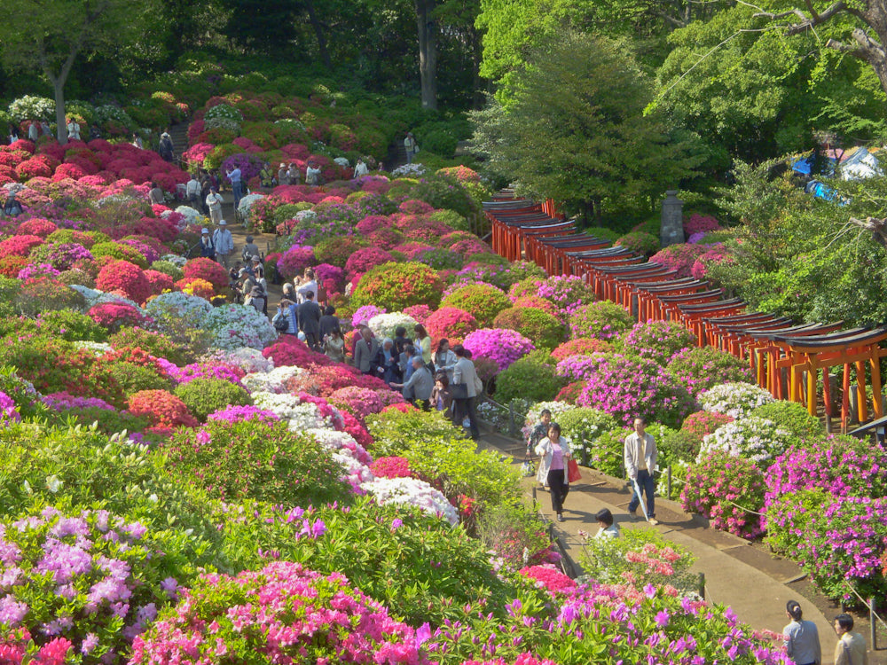 Azalea Varieties —