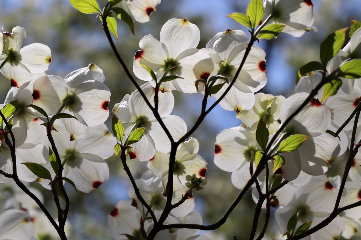 do dogwood trees have deep roots