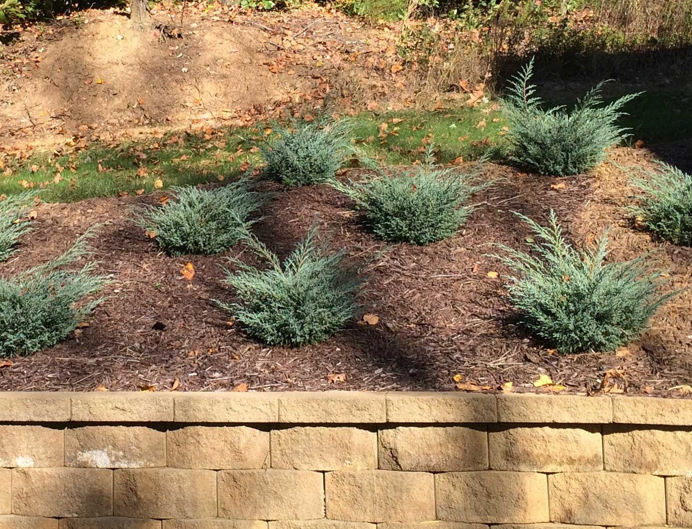 junipers on hillsides ideas and care — plantingtree.com