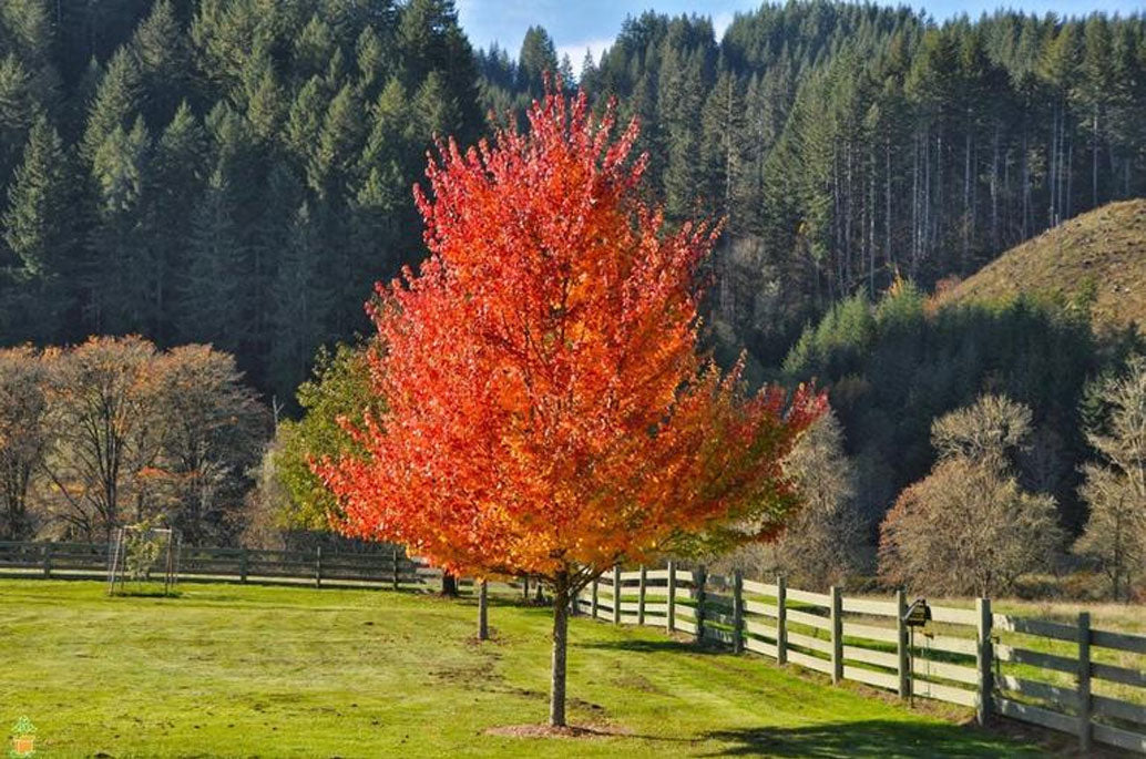 Best Maple Trees for Fall Color — PlantingTree
