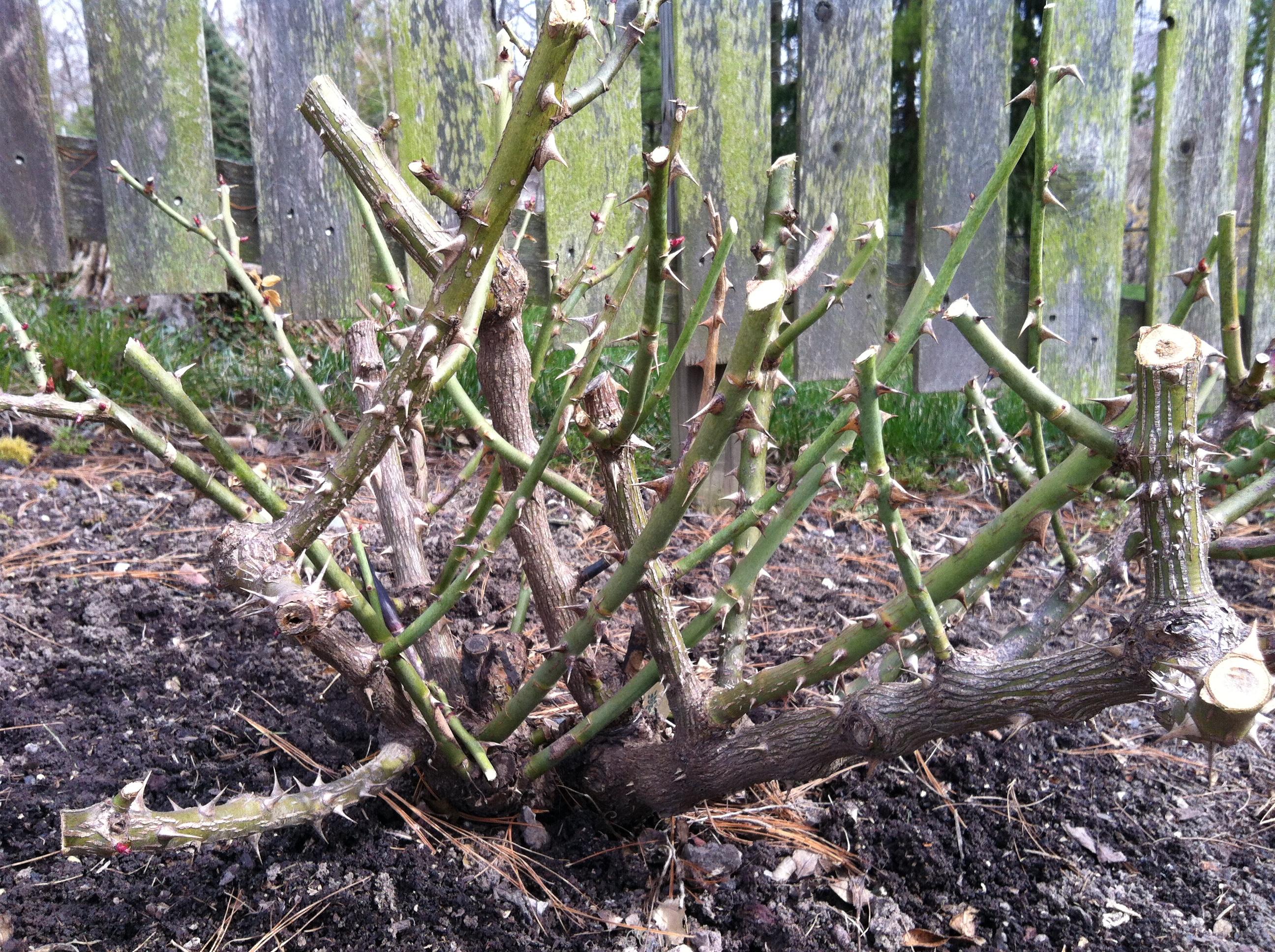 Pruning Knock Out Roses How To Guide Plantingtree