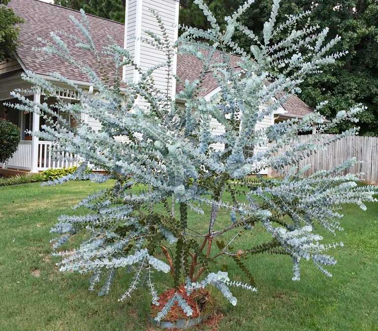 Silver Dollar Eucalyptus Plantingtree