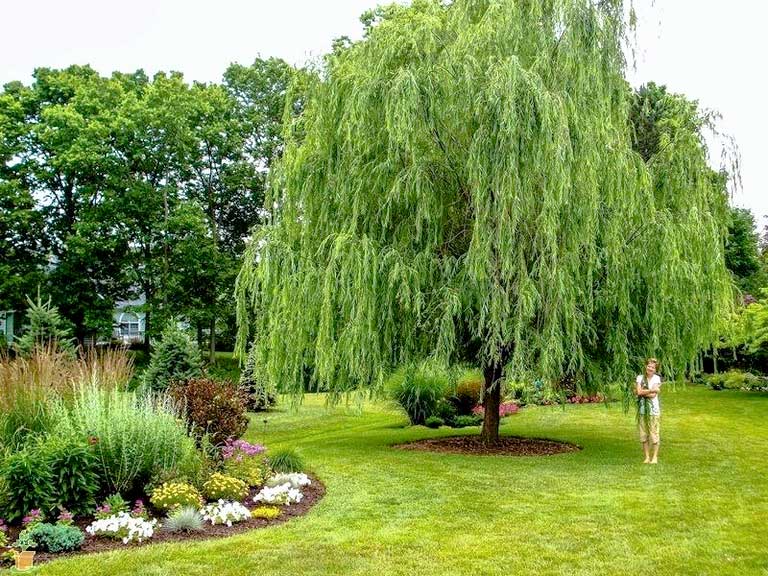 Willow Trees For Sale The Perfect Shade Trees PlantingTree   Willow2 1200x600 Crop Center 