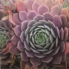 Purple Beauty Succulent