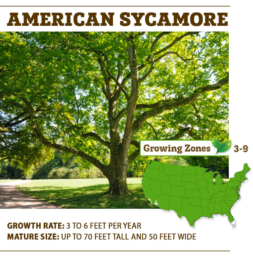 American Sycamore Tree