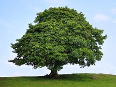 American sycamore tree