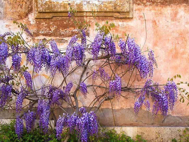 amethyst falls wisteria