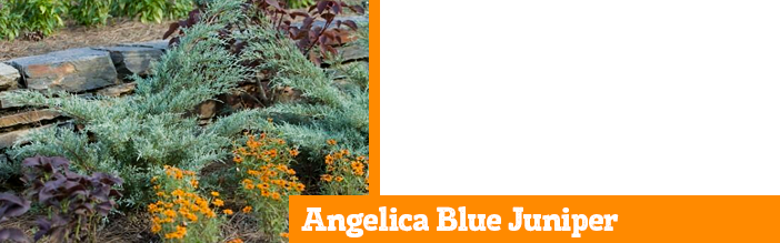 angelica-blue-juniper