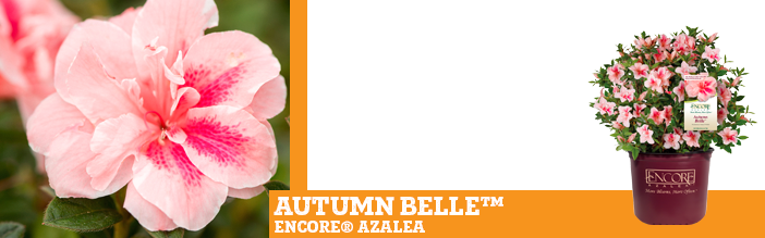 autumn-belle-encore-azalea
