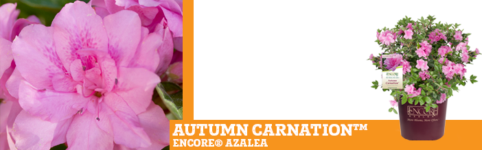 autumn-carnation-azalea