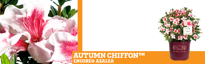 autumn-chiffon-encore-azalea