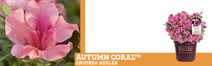 autumn-coral-encore-azalea