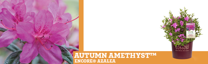 autumn-amethyst-encore-azalea
